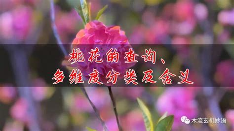 桃花查法|桃花的查询、多维度分类及含义